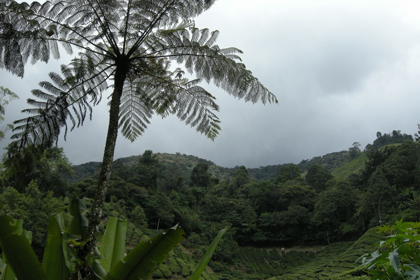Tree fern above rows of tea bushes and forested hills under a cloudy sky in Cameron Highlands
